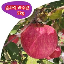경북 봉화 부사 5kg 10kg (대과 중과 소과) 고당도 꿀 사과 숲자락 과수원 산지직송, 소과 5kg(21-24과)