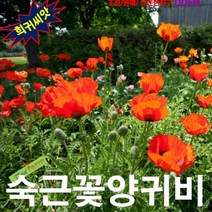 (희귀씨앗) 오리엔탈포피(숙근꽃양귀비) 레드 50립, 상세페이지 참조