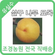 대한조경농원 살구 나무묘목 (1년생-5주묶음), 핫코트