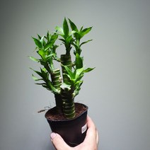 [나인에잇틴]연화죽 행운목 수경식물 공기정화, 1개