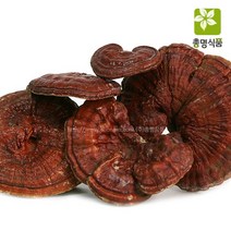 총명식품 자연산 영지버섯, 1개, 500g, 1개