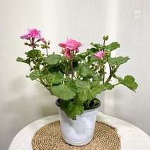 페라고늄 제라늄 중분