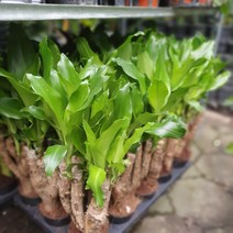 식물 공장 5개 식물도매 대량구매 황금죽 괴목 공기정화식물관엽식물 89