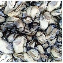 통영 생굴 1키로 2키로 1kg 2kg 실량100% (삼봉수산), 1박스, 중굴1kg