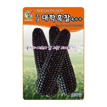 오스템 옥수수씨앗 조생대학흑찰옥수수 150립