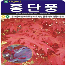 아람종묘 홍단풍 씨앗 100립