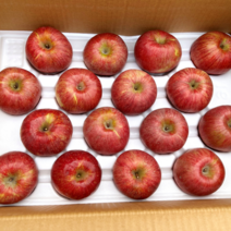 [당도선별] 고당도 꿀사과 청송 홍로 부사 사과 3kg 5kg 햇사과 대과 중과 제수용 가정용 선물용 선물세트, [선물포장] 제수용 특대과사과 5kg (15과수 내외)