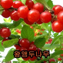 점보앵두나무 접목1년특묘 나무 묘목 앵두나무