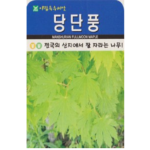나무 종자 재배 씨앗 당단풍나무씨앗(100립) (A0583), 1개