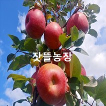 잣뜰농장 밀양 얼음골사과 GAP인증 산지직송 5kg 10kg, 16과(중과)