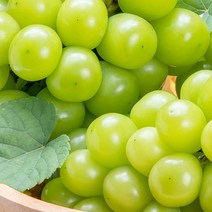 도봉물산특가_[국내산] 크기 소과 지역 랜덤 상주샤인머스켓 2kg 보관 묘목, 1, 본상품선택