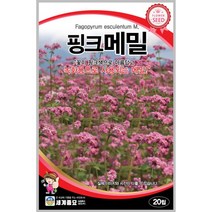핑크메밀 50립 꽃씨 일년생 씨앗 몰 봄 여름 가을 야생화 세계종묘 농사마트