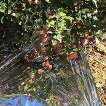 사과 반사 필름 과수원 착색 방수 과일 열매 온실 은박지, 폭1m길이100m구멍X + 1개