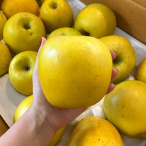 과일의 왕 아삭 후르츠 황금 사과 시나노골드 정품 선물용 가정용 3k 5k 쥬스용 10k (흠집사과), 가정용(흠집사과), 중과_(16~18과)