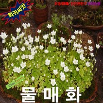 (희귀씨앗) 물매화 25립, 1개