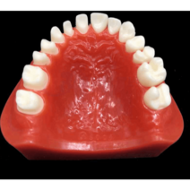 치과 하프 모델 모형 교육용 재료상 구강 강의 치아, 치아 모형