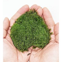 비단이끼 생이끼 테라리움 비바리움 만들기, 비단이끼 2팩