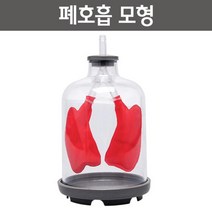 투명 풍선 폐 들숨/날숨 호흡 관찰 모형 폐호흡 기자재 돌봄 인체 실험 교육용 수업 체험 교구 실현