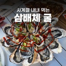 거제 통영 삼배체굴 2kg 3kg 석화 개체굴 굴 찜 시세