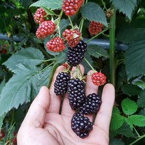 고창 23년 햇 슈퍼 복분자 블랙베리 급냉 2.5kg 5kg 10kg, 슈퍼복분자 특품 10kg  트레이
