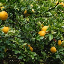 리서스원예 탱자나무 탱자묘목 탱자 포트묘