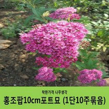 조팝나무 묶음모음, 조팝나무H1.2(1m20cm) 10주묶음