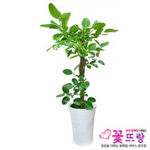 꽃뜨랑 전국배송 대형화분 행운목 해피트리 스투키 금전수 개업화분 당일배송꽃배달, A11 뱅갈고무나무, 1개