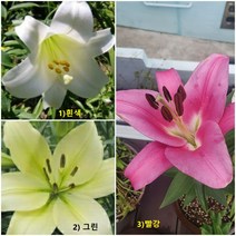 백합구근 (빨강/흰색/초록) 10묶음, 빨강 10구