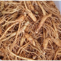 금산인삼지윤이네 인삼 A콩난발삼 가정용 수삼, 1kg, 1개
