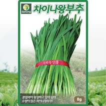 차이나왕부추씨 내서성 내한성 강하고 분얼력 좋은 부추씨앗 채소종자 8g 20g