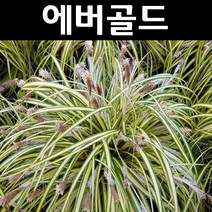상록사초류(에버골드) 7치포트 1개/야생화/조경용/다년초/그래스류