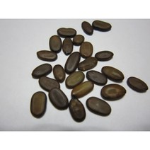 자귀나무씨앗 25g(500립), 1개