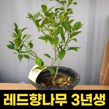 레드향나무 3년생 과수용 결실주 묘목 귤나무
