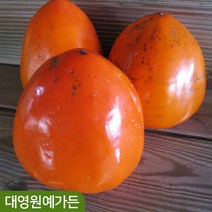 감나무 R3~4 결실주 과일나무, 대봉감 R3~4 흙분, 1개