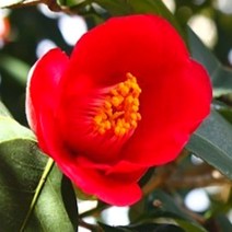 동백 나무 묘목 60cm 2개 토종 홑동백 분묘 철쭉마켓 겨울꽃 초보자나무, 동백묘목 홑꽃 60cm 보자기 분묘 2개