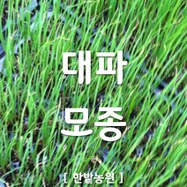채소 모종 ~ 각종 묘종. 베란다 텃밭 세트 공기정화식물 허브 씨앗 채소모종 ~, H021 대파 모종 8개