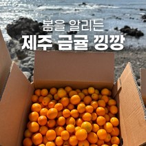 제주 금귤 낑깡 5kg 3kg 1kg 청 작은 귤 고당도, 제주 금귤 랜덤 1kg