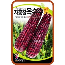 솔림텃밭몰 자홍찰옥수수씨앗 150립 자색 찰옥수수 종자, 1개
