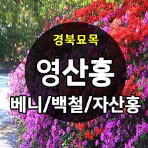 [경북농원] 영산홍(연산홍) 5주묶음 조경수(베니/백철/자산홍) 판매중, 영산홍_자산홍 5주묶음