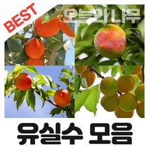 추천 살구나무 인기순위 TOP100 제품