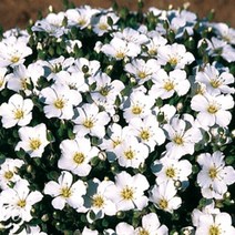 [씨앗]남도자리 10립