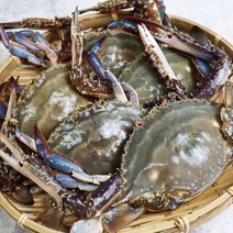 당일배송 서해안 암꽃게 급랭 2021년 제철 알배기 봄꽃게 1kg 후니씨푸드 냉동꽃게, 1개