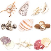 조개껍질 고둥 소라 불가사리 껍데기모음, 31 조개껍질-고둥 [100g]