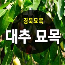 [경북농원] 대추나무묘목 접목 특묘 (왕대추/복조대추/사과대추), 왕대추 접목  특묘