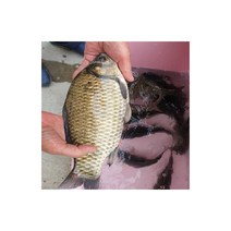 (홍열팜) 자연산 붕어즙120포, 자양강장 원기회복, 2개