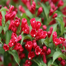 나무마켓 병꽃나무묘목 특선 울타리목, 자엽병꽃