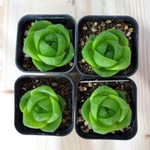 라이프티그라 이상해씨다육 음지다육 장미꽃모양다육 키우기쉬운 특이한다육 식멍, 1개