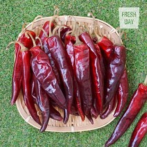 프레시데이 고창 황토밭 햇 건고추 1근 600g 2023년산