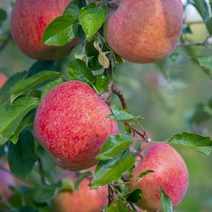 [청년연구소] 청송 꿀땡이 사과 5kg 21-23과(소과), 단품