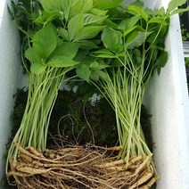 무농약 인삼 새싹삼 20~25cm 25~50뿌리 새싹인삼 유기농인삼 어린인삼 시아버지생신선물, 25뿌리